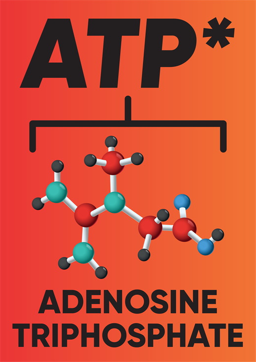 ATP — adenosine triphosphate